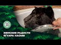 Женские радости ягуара Наоми