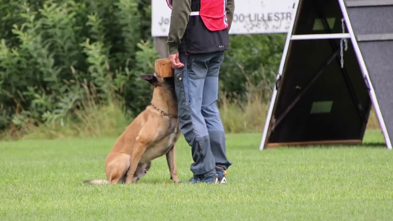 FCI NM IGP 2023 Svenn Christer Hauge B