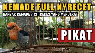 Suara Panggilan Burung Kemade untuk pikat cit keres liar