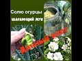 🍒Дачный влог.Солю огурцы. Дыни огурцы томаты в теплице.🌻