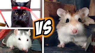Brave MAJOR HAMSTER vs EVIL CAT & MONSTERS story  Real life DIY pet movie #hamster #maze #movie