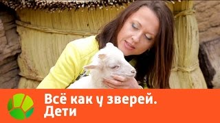 Все как у зверей. Дети | Живая Планета Все как у зверей. Дети | Живая Планета