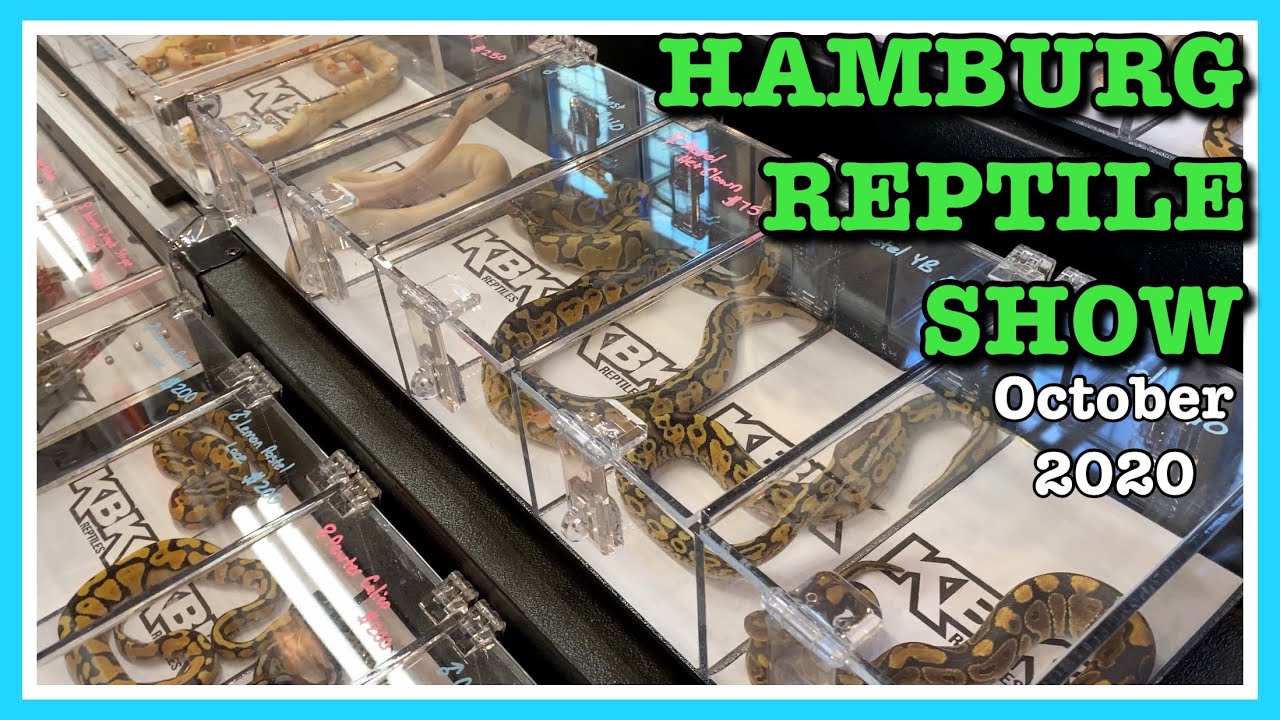 HAMBURG REPTILE SHOW (October 2020) Part 1 Reptile Expo Ball Python