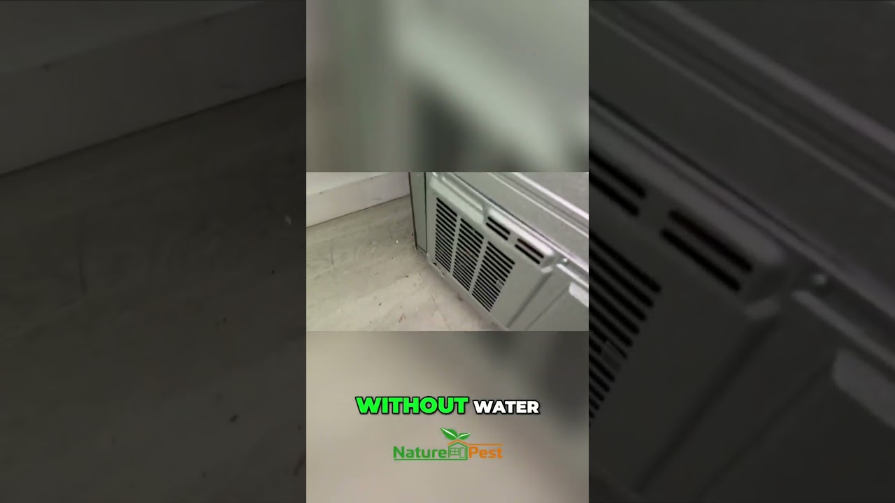 Roaches: Where They Hide & How They Survive