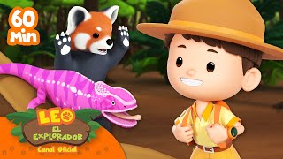 ¡1 HORA CON MAMÍFEROS Y REPTILES! | Leo, El Explorador | Animación | #compilación