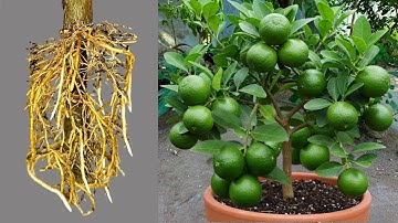 A great way to graft lemon trees cutting faster with aloe vera ! Best Ideas Propagating Lemon Trees
