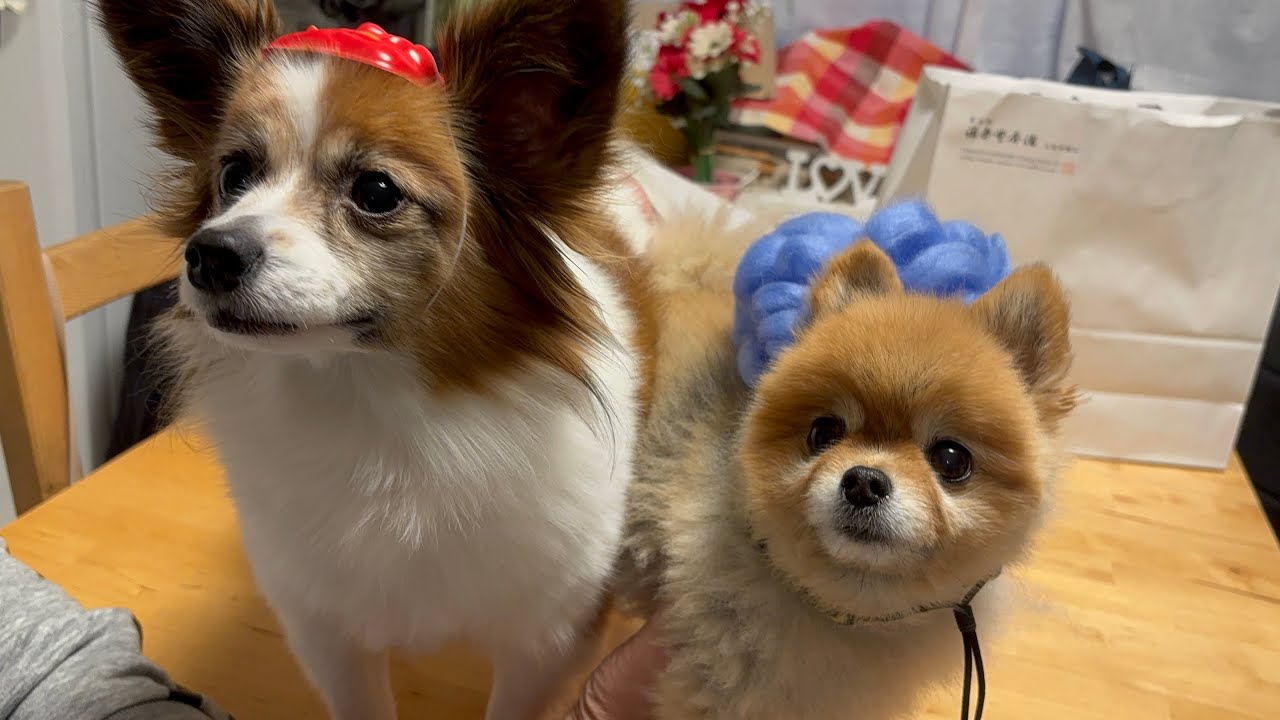 【ポメラニアンとパピヨン】2026年も鬼👹になってもらいました☺️#ポメラニアン #パピヨン #dog 