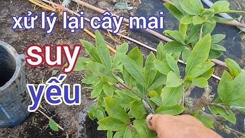 Phân thuốc và cách phục hồi cây mai suy yếu ,ko chịu đi đọt , bộ rễ kém phát triển