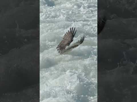 Osprey Gets Caught jn Massive Wall of White Water.