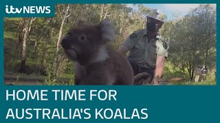 Australias Koalas Return After Colossal Wild Fire Destruction Itv News