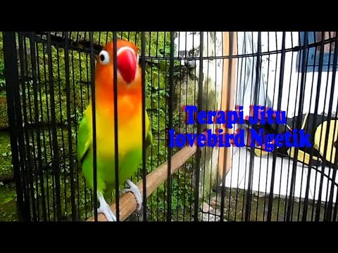 Lovebird ngetik ngekek panjang untuk memancing lovebird malas