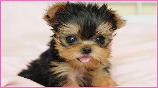 Cutest Puppy Breeds Part 2