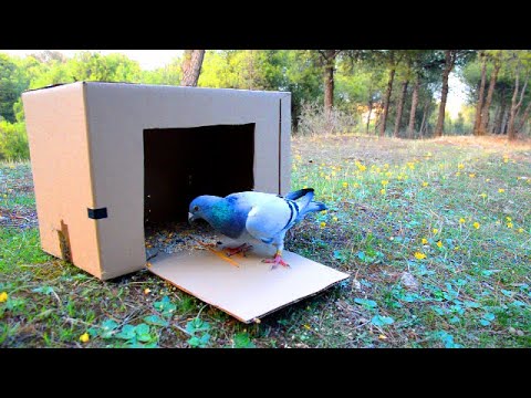 easy bird trap effective new invention 2021 - how to catch bird- pigeon trap