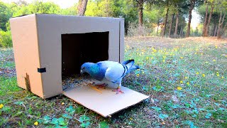 easy bird trap effective new invention 2021  how to catch bird pigeon trap