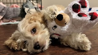 We have a puppy! | What to expect after getting a puppy.. | cockapoo by Youtube By Doug 195 views 2 years ago 2 minutes, 55 seconds