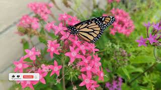 Monarch Butterfly’s Feast: Sipping Nectar From Pentas