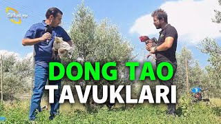 Dong Tao Tavukları - Kanatlı Alemi