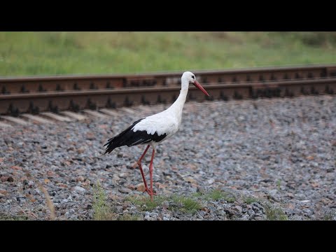 Одинокий лелека