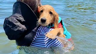 This is what happens when a puppy swims for the first time...