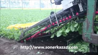 HARVESTING RADISHES (FINDIK TURPU HASADI) Resimi