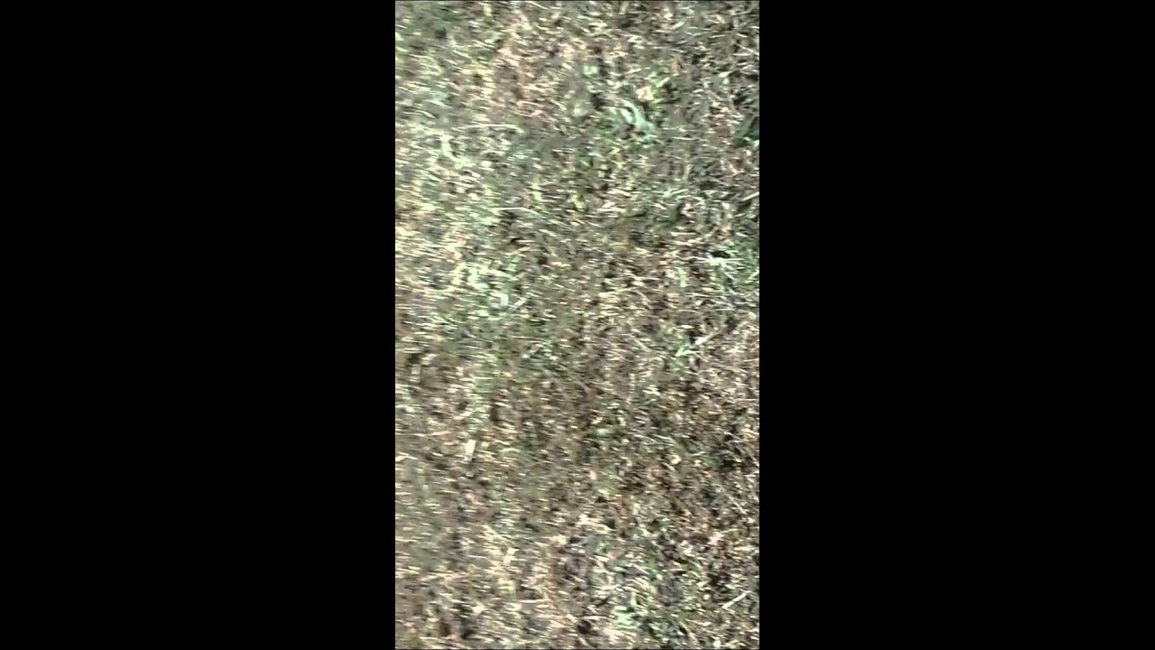 Grave finding youtube