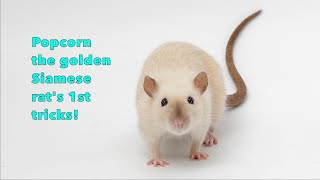 My Pet Rat Popcorn's Trick Compilation! by Shadow The Rat 1,333 views 3 months ago 5 minutes, 10 seconds