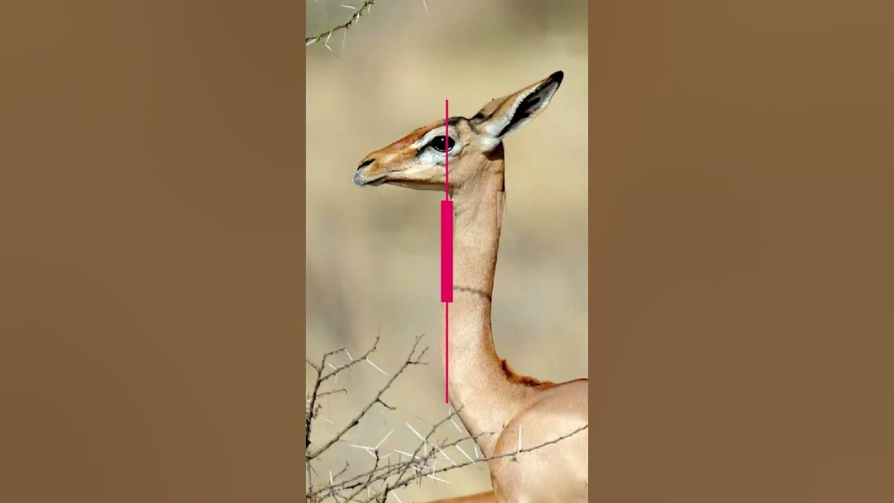 This Animal Can Go its Entire Live without drinking Water YouTube