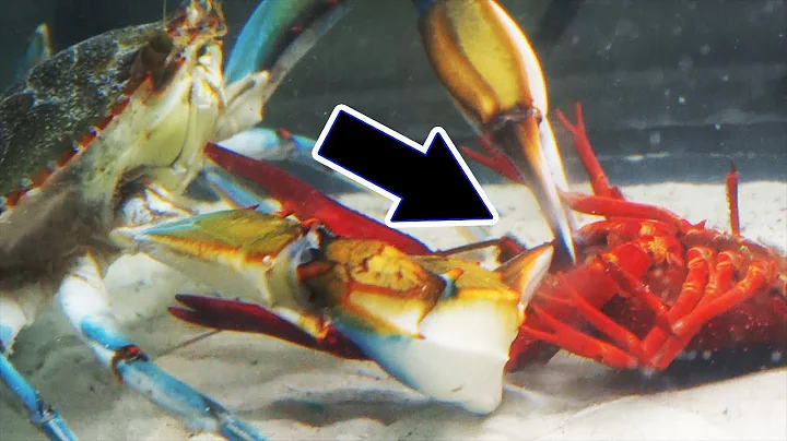 Will it survive? Watch what happens when you mix CRAWFISH with a GIANT crab - DayDayNews