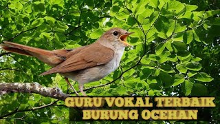 Guru Vokal Terbaik SIKATAN LONDO Gacor #sikatanlondo #masteranburung #sikatanlondogacor