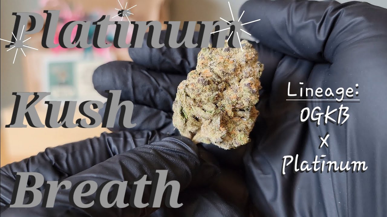 Platinum Kush Breath - Lucky Elk - THCa Flower Review