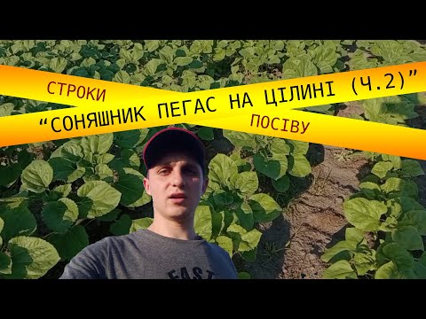 Соняшник Пегас на
