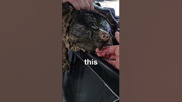 Thumbnail of This pet could take your hand off #alligatorsnappingturtle #turtle #wildlife #viralshorts #shorts