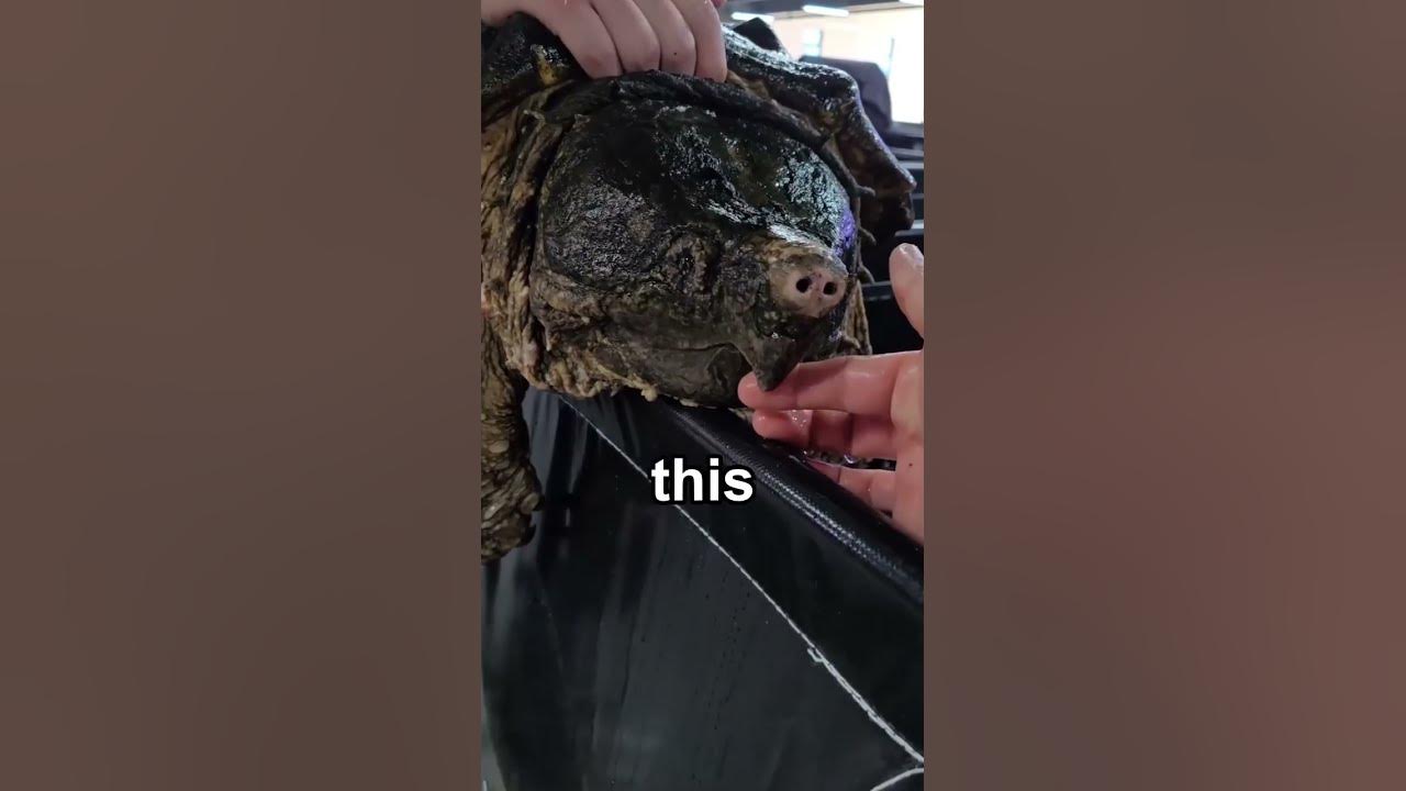 This pet could take your hand off #alligatorsnappingturtle #turtle #wildlife #viralshorts #shorts