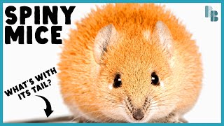Spiny Mice Have Bones in Their Skin by Bizarre Beasts 63,705 views 5 months ago 6 minutes, 54 seconds