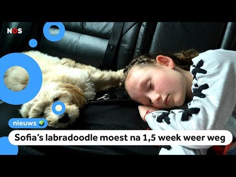 Video: Vraag een dierenarts: kunnen mensen allergisch zijn voor honden?