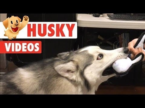 Video: Alaskanski malamutski psi Puppy Pull Training