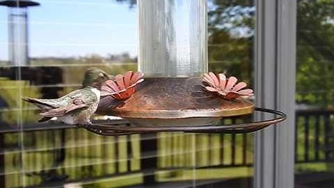 Ruby-throated hummingbird in slow motion. Best Hummingbird video ever