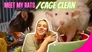 🐭MEET MY 4 FEMALE RATS 2023 | CLEAN MY CAGE WITH ME🧼