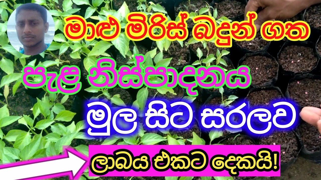 මාළු මිරිස් බදුන් ගත පැළ හදමු/malu miris wgawe/Fish Chili Seedling Production/මාළු මිරිස් වගාව/