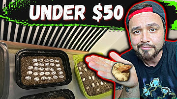 DIY Reptile Incubator In Under 5 Minutes *Super Easy*