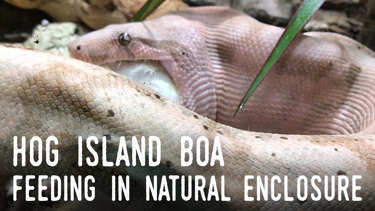 petco hours Feeding my DWARF BOA in Her New BIOACTIVE Setup!