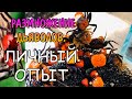 РАЗМНОЖЕНИЕ КРАБОВ Geosesarma sp. Red Devil. ЛИЧНЫЙ ОПЫТ СОДЕРЖАНИЯ