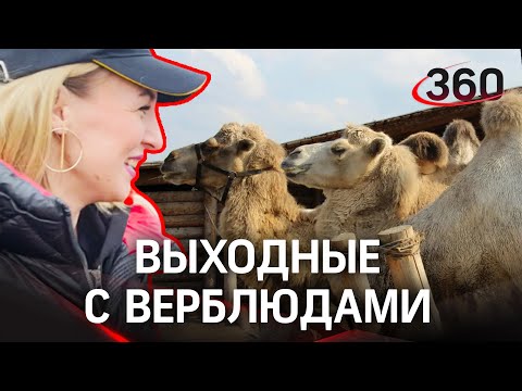 Рэп с верблюдом: как отдохнуть в локдаун?