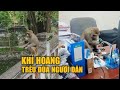 Khỉ hoang thản nhiên vào văn phòng, trêu đùa người dân ở Hà Nội