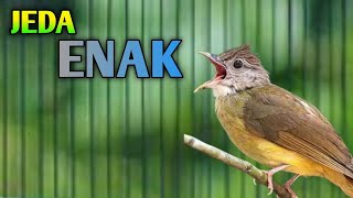 JEDA ENAK‼️ MASTERAN CUCAK JENGGOT JEDA SUPER ENAK, PILIHAN PARA JURI JEDA ENAK