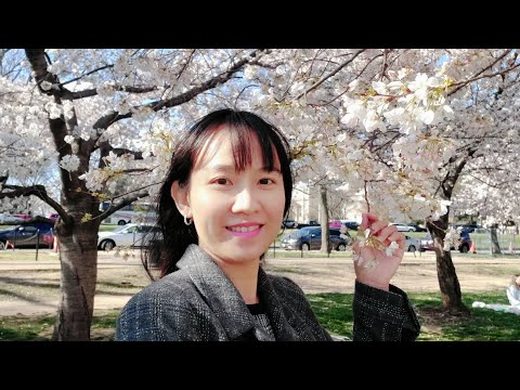 Video: Điểm tuyệt vời để ngắm cây anh đào ở Washington, D.C