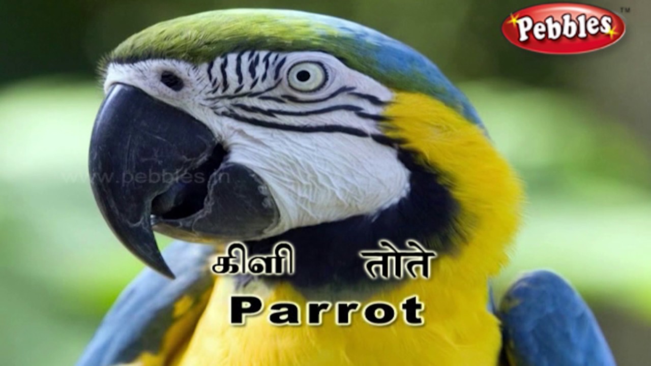 Birds Names Words Sentences In Tamil Hindi Learn 