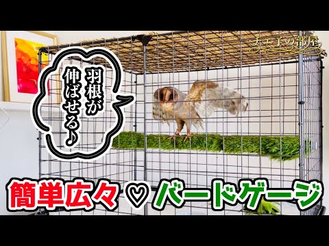 鳥かご 手作り 不思議な鳥かご〜クルクル回すと、あら不思議！〜 | 保育と遊び