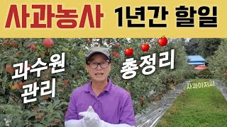 사과농사 대풍되는 과수원 관리법ㅣ봄부터 겨울까지 농부 할일 총정리 (사과원관리 통합본)