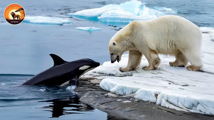The Ruthless Predators At The Top Of The Arctic | Animal Documentary thumbnail